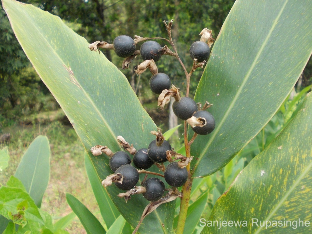 Alpinia nigra (Gaertn.) Burtt